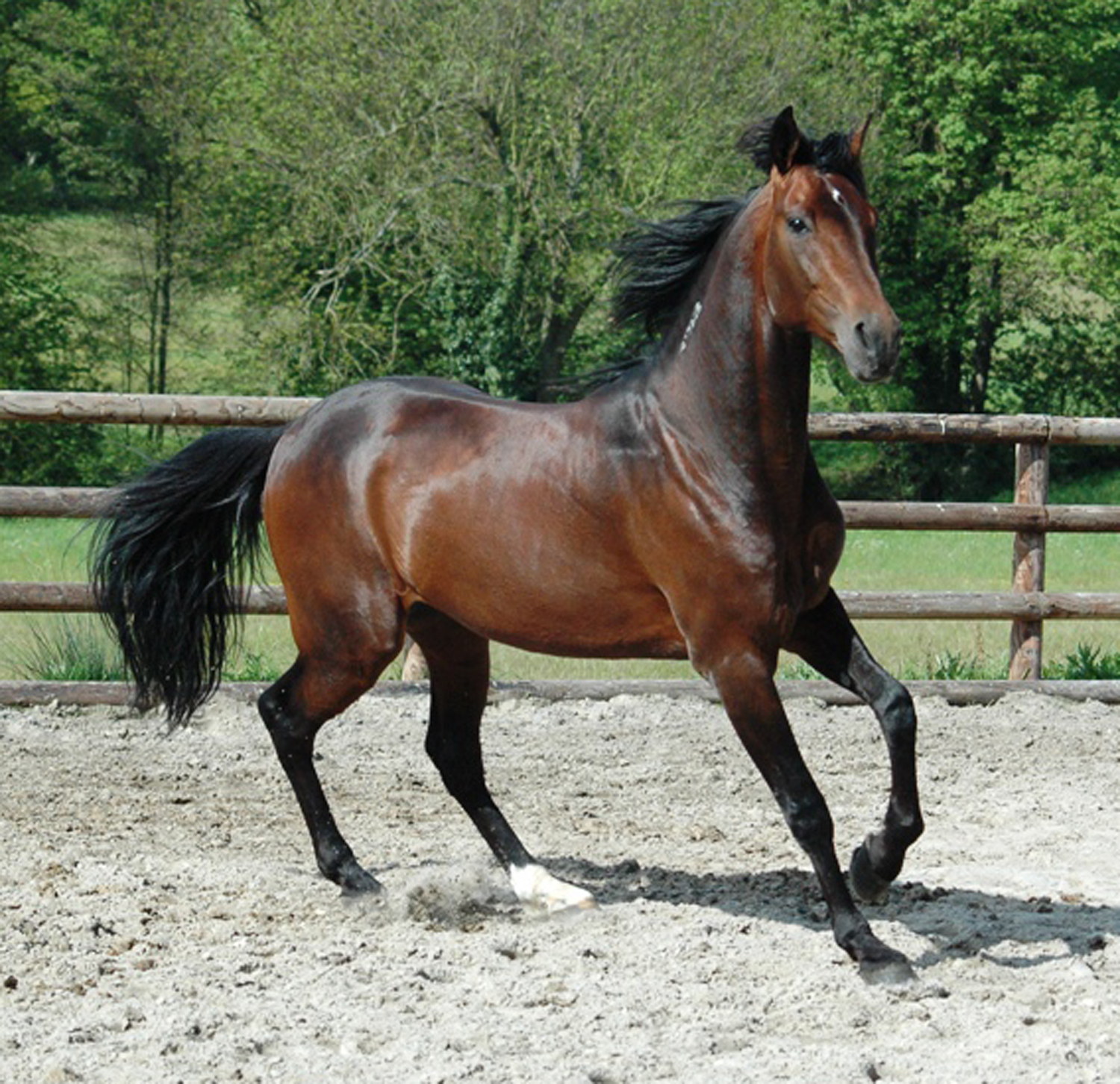 Shergar Boko. Foto; Ron Kuiper
